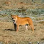 What Is the Best Serengeti Itinerary