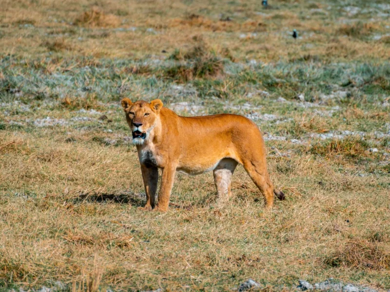 What Is the Best Serengeti Itinerary