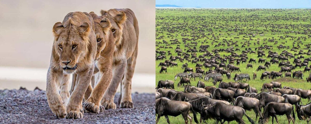 Is Serengeti Suitable for Children?