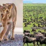 Is Serengeti Suitable for Children?