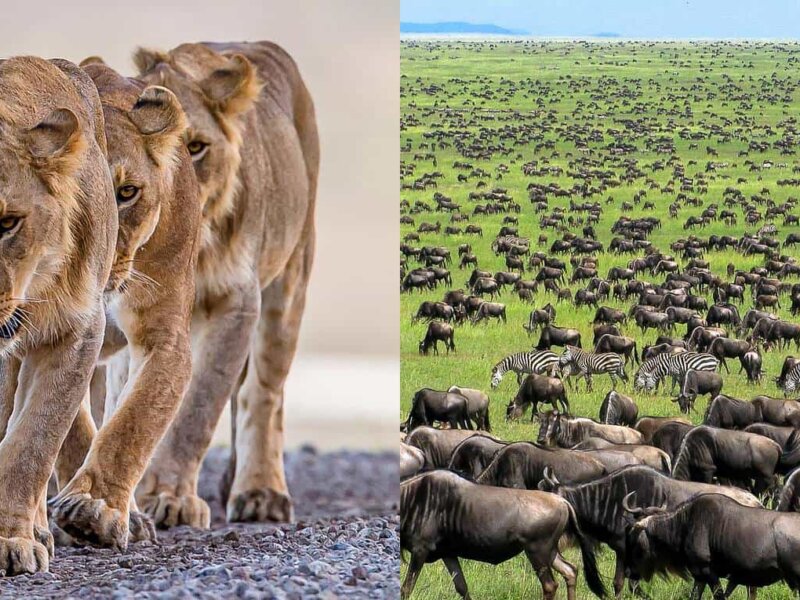 Is Serengeti Suitable for Children?