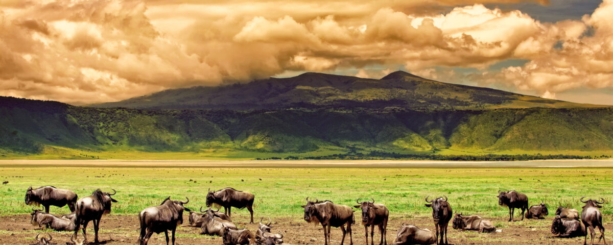 Are Budget Safaris Worth It in Tanzania