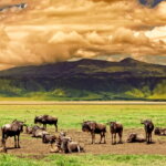 Are Budget Safaris Worth It in Tanzania