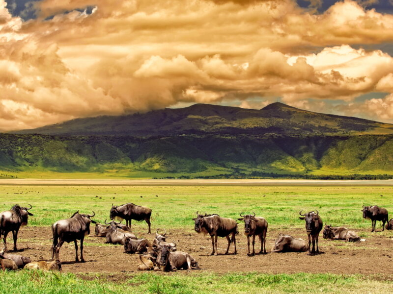 Are Budget Safaris Worth It in Tanzania
