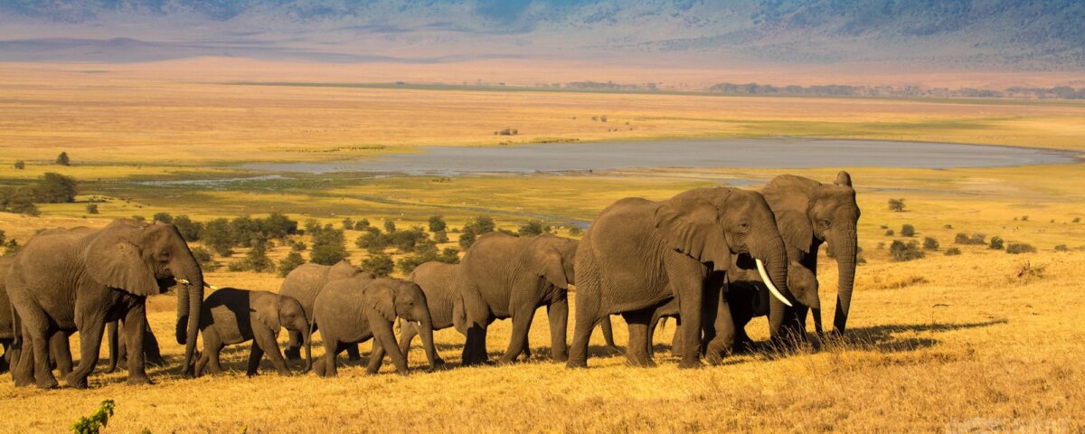 Where Can I See Elephants in Tanzania