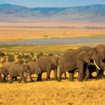 Where Can I See Elephants in Tanzania