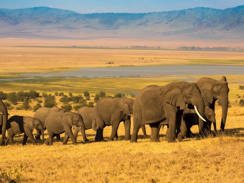 Where Can I See Elephants in Tanzania