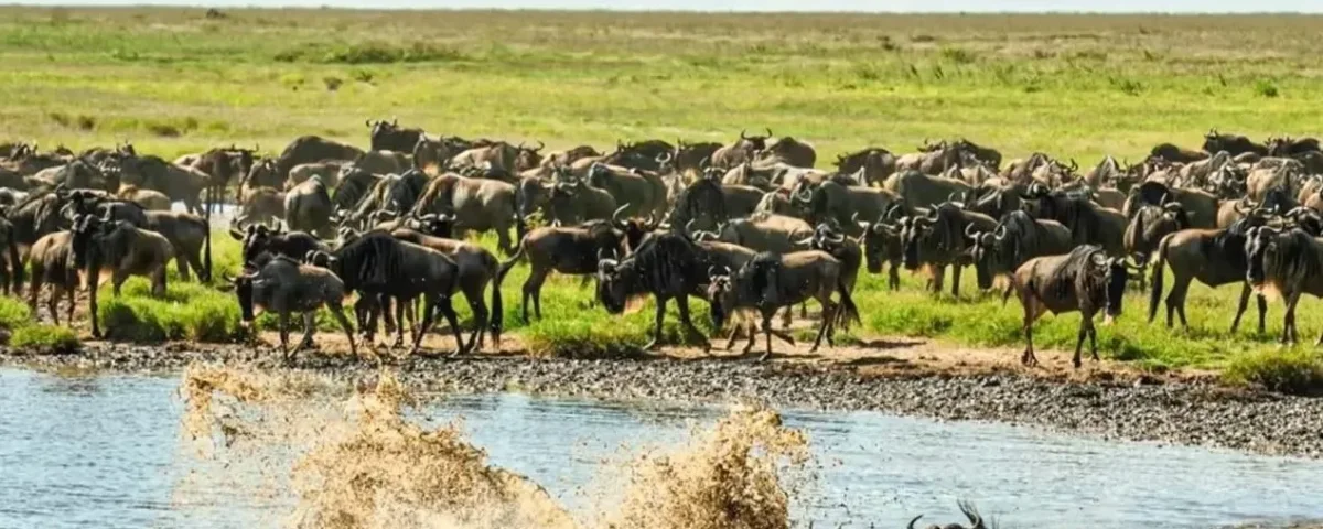 What Is the Great Migration in Tanzania