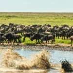 What Is the Great Migration in Tanzania