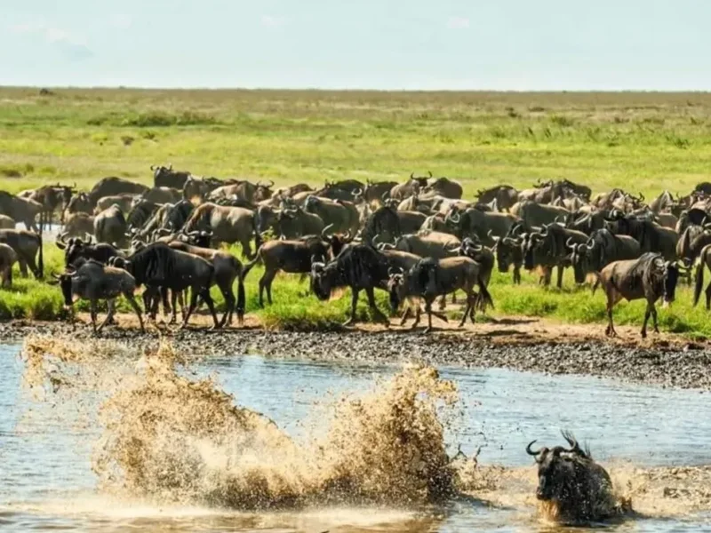 What Is the Great Migration in Tanzania