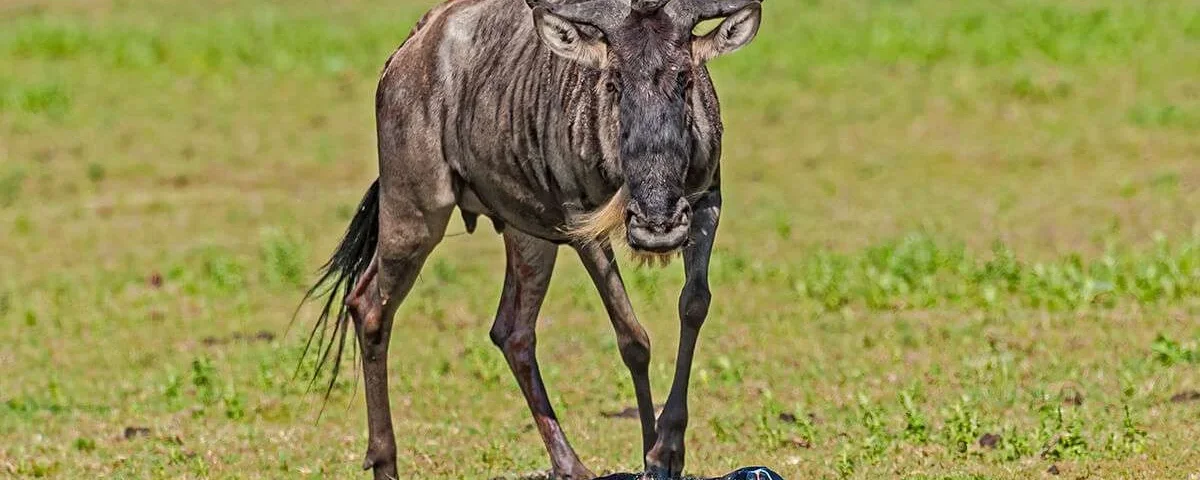 What Is Calving Season in Serengeti