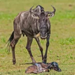 What Is Calving Season in Serengeti