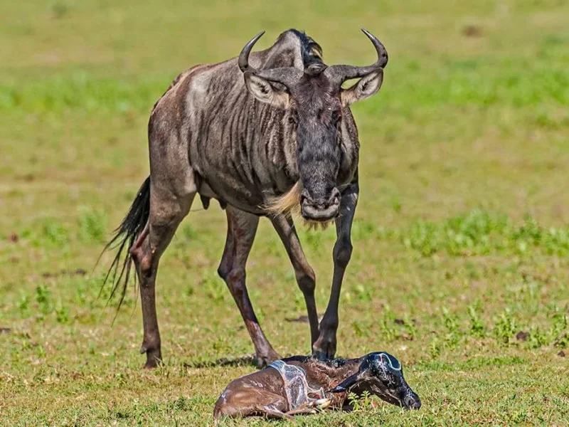 What Is Calving Season in Serengeti