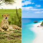 How Do I Plan Zanzibar and Safari Trip