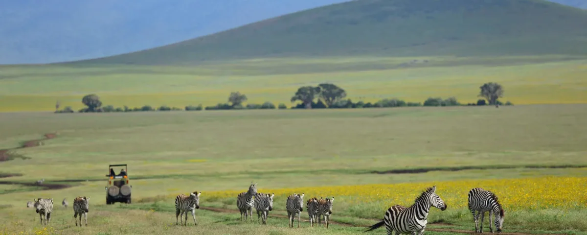 Which Month Is Best for Ngorongoro Safari