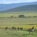 Which Month Is Best for Ngorongoro Safari