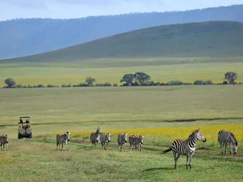 Which Month Is Best for Ngorongoro Safari