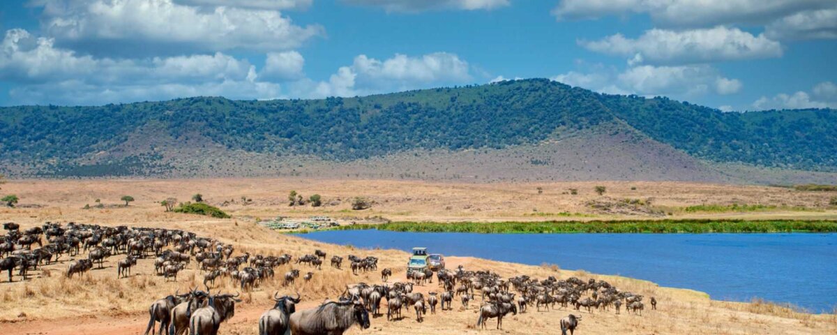 How Many Animals Live in Ngorongoro