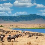 How Many Animals Live in Ngorongoro
