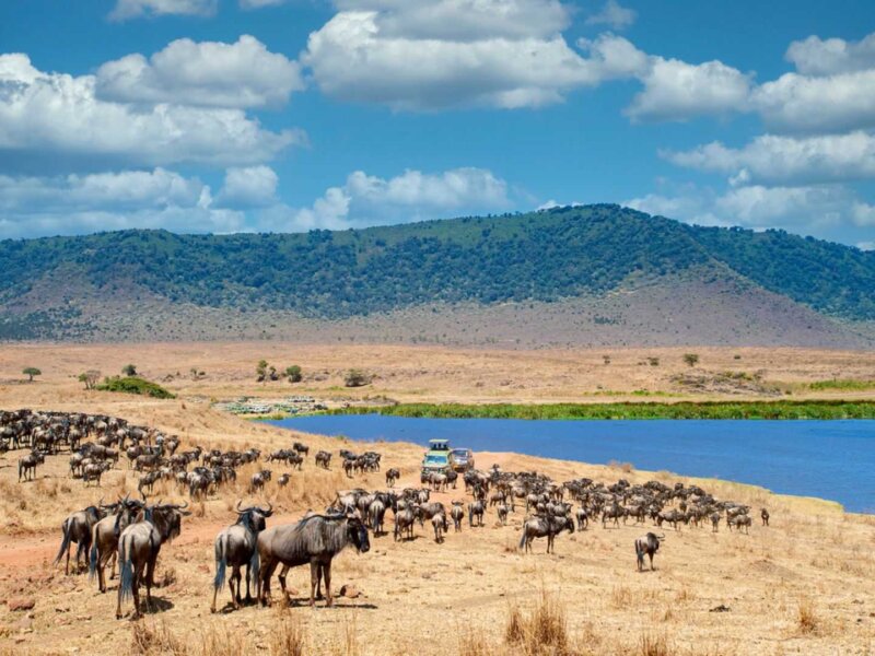 How Many Animals Live in Ngorongoro