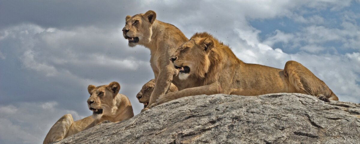 Which Tanzania Parks Have Lions