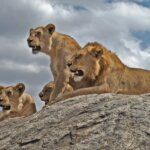Which Tanzania Parks Have Lions