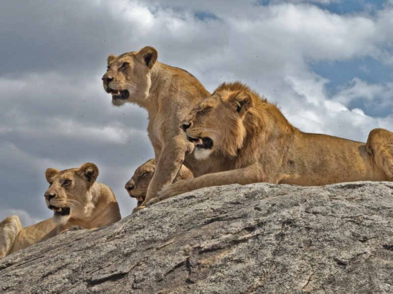 Which Tanzania Parks Have Lions