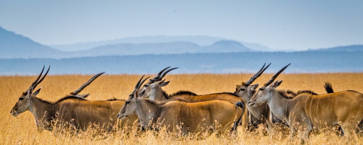 Which Serengeti Area Has Best Wildlife