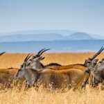 Which Serengeti Area Has Best Wildlife