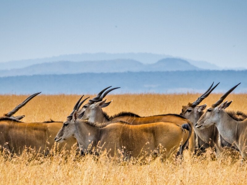 Which Serengeti Area Has Best Wildlife