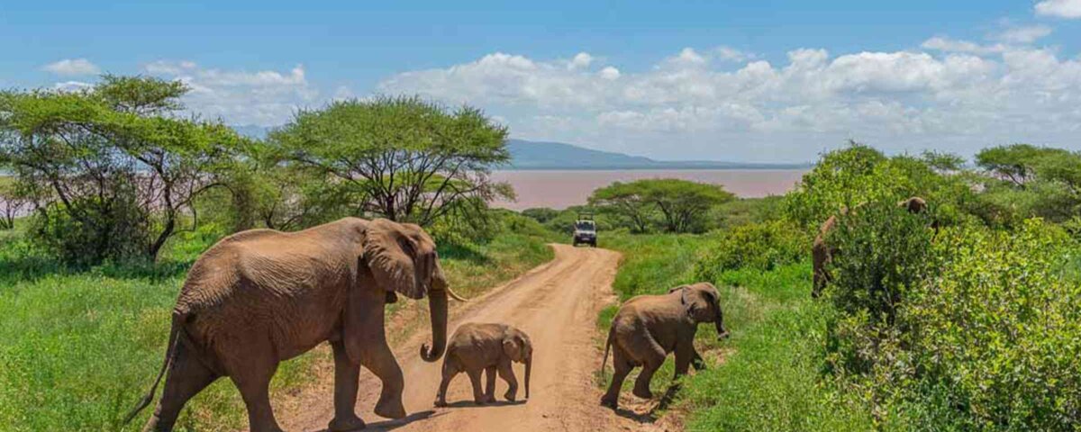 Can I See Elephants in Tarangire