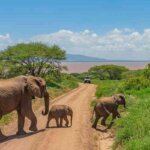 Can I See Elephants in Tarangire