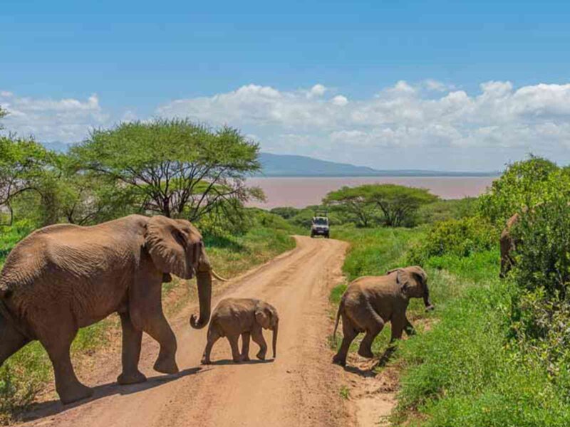 Can I See Elephants in Tarangire
