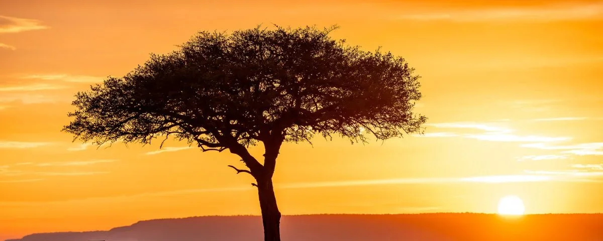 Which Month Is Best for Honeymoon Safari
