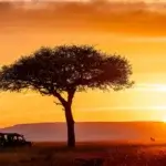Which Month Is Best for Honeymoon Safari