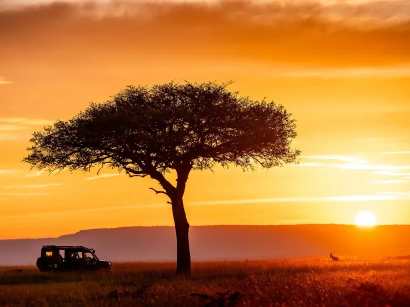 Which Month Is Best for Honeymoon Safari