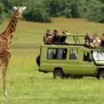What Is Luxury Northern Tanzania Safari