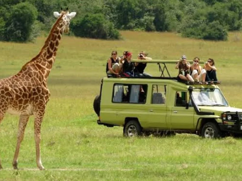 What Is Luxury Northern Tanzania Safari
