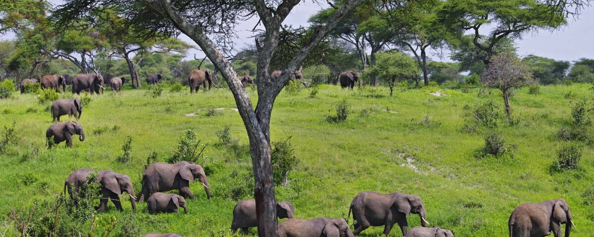 Can I Combine Tarangire and Ngorongoro?