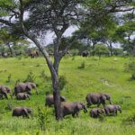 Can I Combine Tarangire and Ngorongoro?