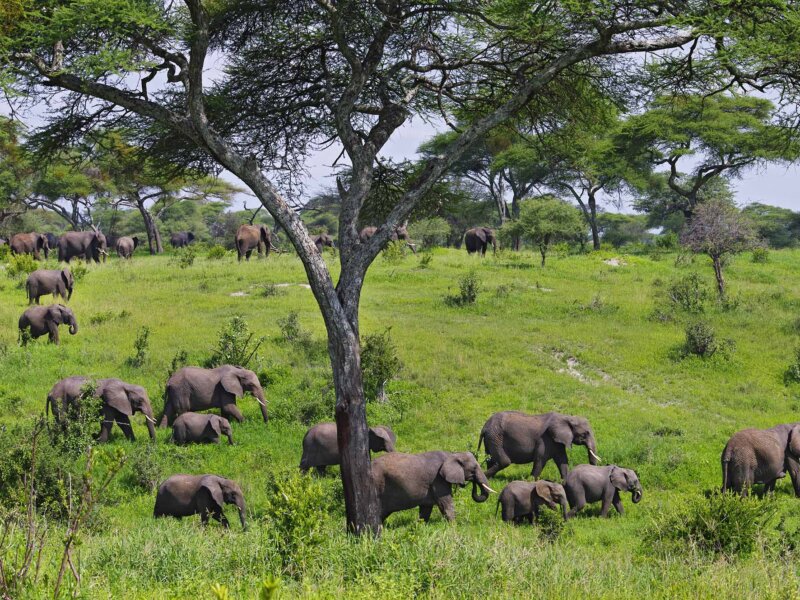 Can I Combine Tarangire and Ngorongoro?