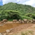 How Many Days Should I Spend in Tarangire