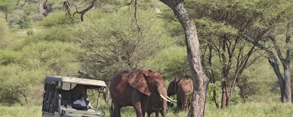 What Is Northern Circuit Safari