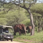What Is Northern Circuit Safari