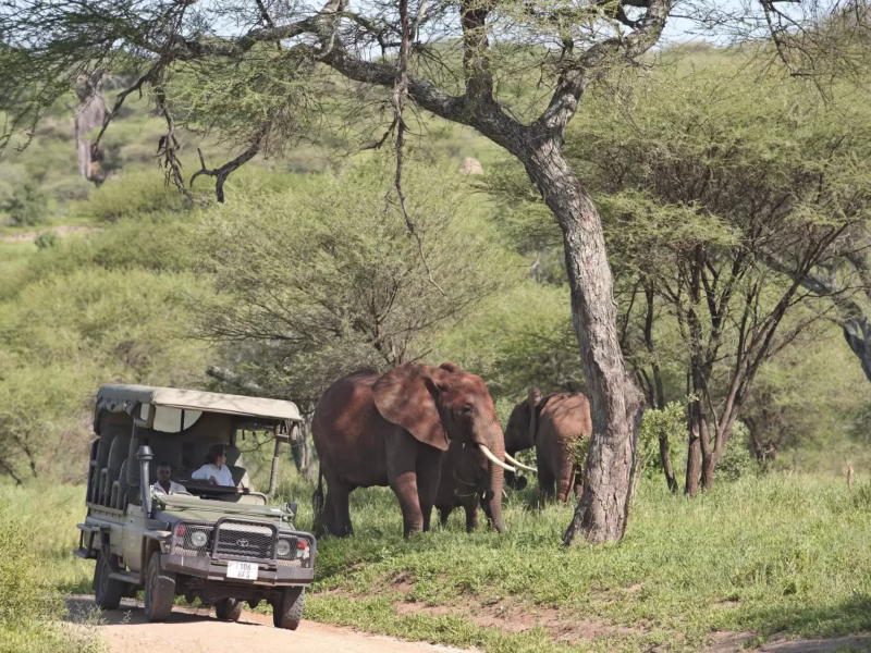 What Is Northern Circuit Safari