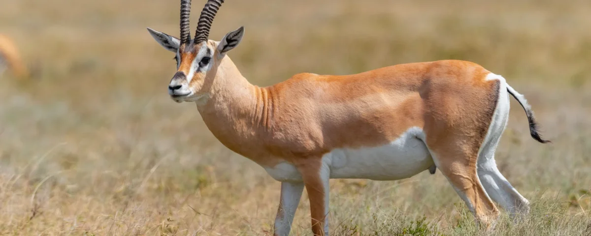 What Is a Budget Tarangire Safari