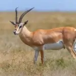 What Is a Budget Tarangire Safari