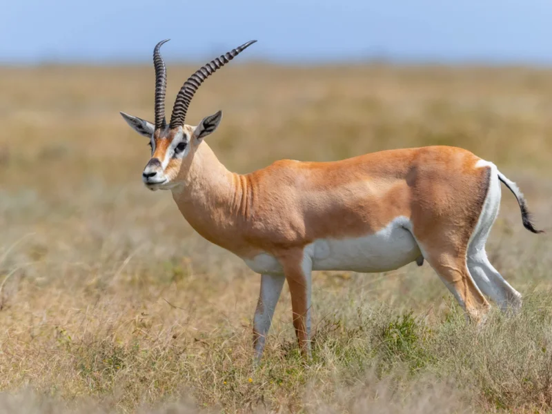 What Is a Budget Tarangire Safari