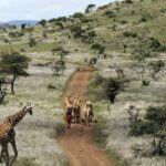Are camel safaris available in Kenya?