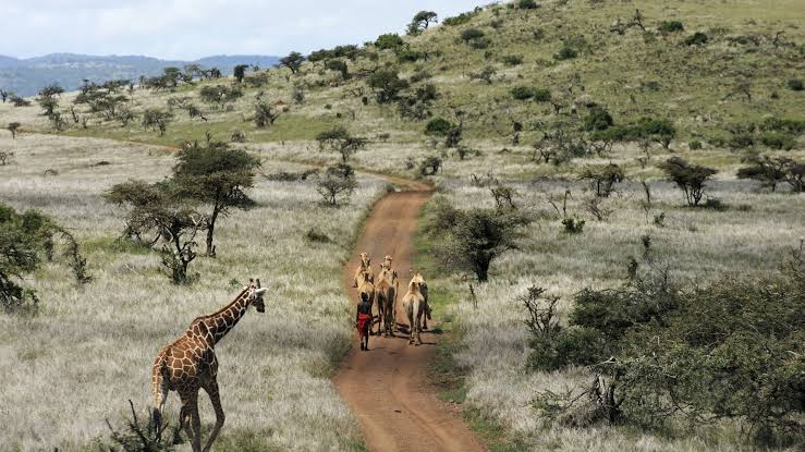 Are camel safaris available in Kenya?
